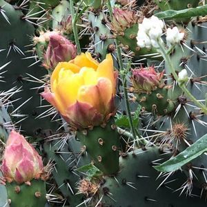 Meet your Posher, Melody